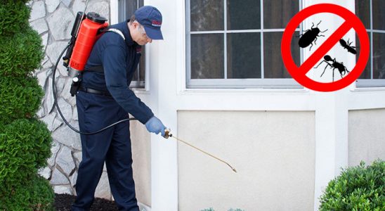 Hasköy Akrep İlaçlama böcek ilaçlama ve haşere kontrolü — ilaclama-tr.com